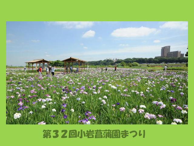 第３２回小岩菖蒲園まつり