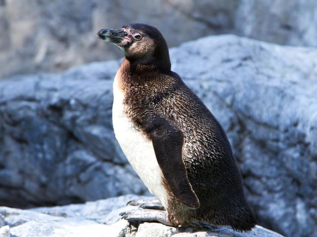 フェアリーペンギン再公開