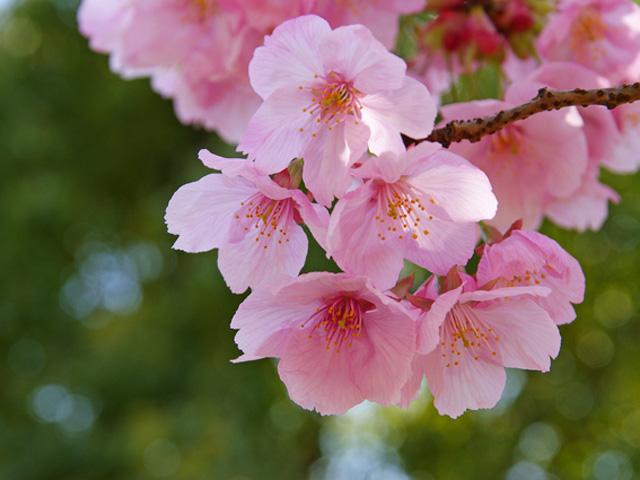 小松川千本桜まつり2013