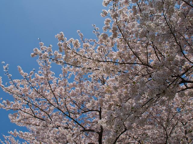 江戸川さくらまつり2010