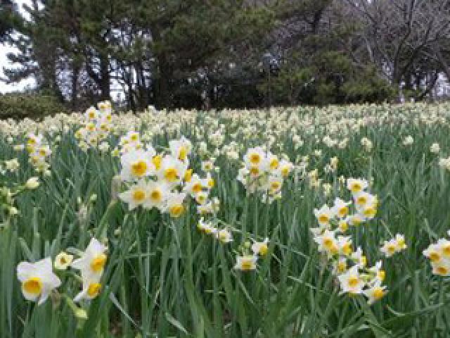 葛西臨海公園「水仙まつり」