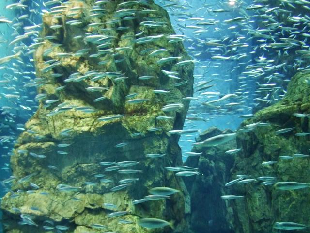 葛西臨海水族館のイベント