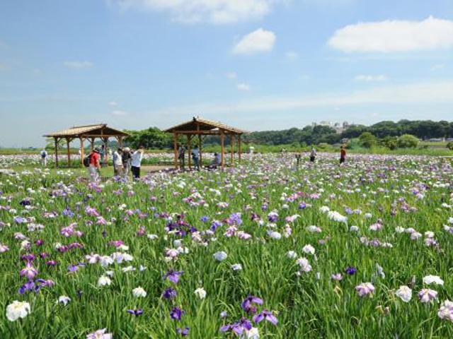 第３１回小岩菖蒲園まつり