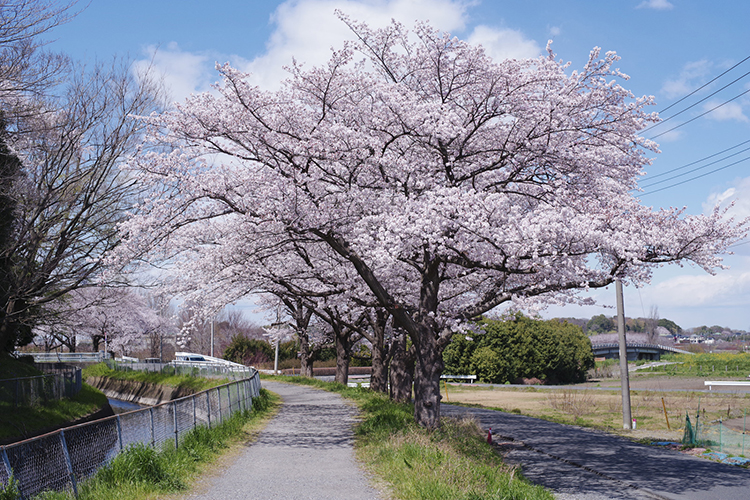 荒川放水路により分断された...