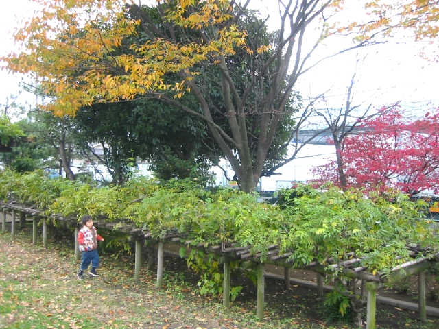 松本ふじの花公園