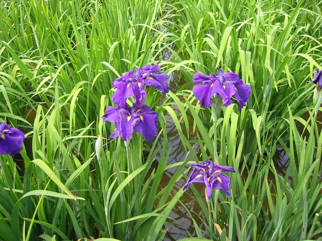 小岩菖蒲園