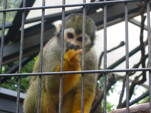 自然動物園